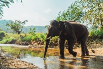 Vista lateral do grande elefante andando em pequeno rio no campo ensolarado — Fotografia de Stock