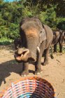 Lindo elefante extendiendo tronco para tratar en cesta en día soleado . - foto de stock
