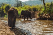 Elephant family with child walking at jungle river on sunny day — Stock Photo