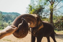 Éléphant étirant le tronc pour toucher la main du photographe — Photo de stock