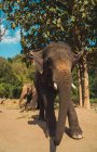 Cute elephants walking by tree at jungle zoo — Stock Photo