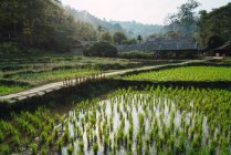 View to rice field  at tropical landscape — Stock Photo