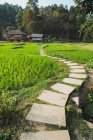Caminho pequeno em gramados verdes de arroz em crescimento — Fotografia de Stock