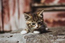 Cute little tabby kitten on ground — Stock Photo