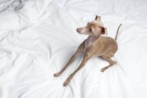 Porträt eines italienischen Windhundes, der auf dem Bett liegt und zur Seite schaut — Stockfoto
