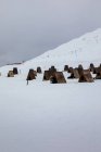 Exterior de casas para perros en campo nevado - foto de stock
