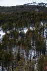 Árboles altos creciendo en la ladera nevada de la montaña - foto de stock