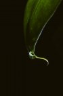 Крапля води на зеленому листі рослини над чорним — стокове фото