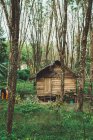Piccola casa in legno con tetto di paglia nella foresta — Foto stock
