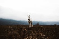 Білий кінь в осінньому полі в туманний день — стокове фото