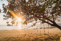 Rayons de soleil pénétrant à travers l'arbre vert au bord de la mer — Photo de stock