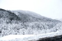 Tannenbäume Waldhänge im Winter mit Schnee bedeckt. — Stockfoto
