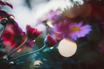 Крупним планом вид барвистих квітучих диких квітів навесні — стокове фото