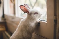 Mignon petit lapin appuyé sur la fenêtre et regardant loin . — Photo de stock