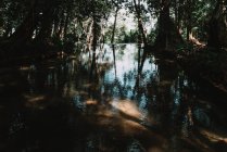 Lagoa serena em florestas tropicais ensolaradas — Fotografia de Stock