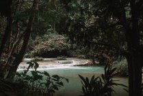 Тропический пруд с каскадом водопадов в лесу — стоковое фото