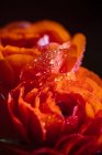 Vista ravvicinata dei petali d'arancia con gocce d'acqua — Foto stock