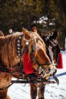 Ritratto di cavalli in piattaforma a natura innevata — Foto stock