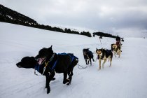 Собак упряжках у снігу критий зимовий поля — Stock Photo