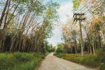 Asphalt road and electric line in green forest. — Stock Photo
