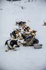 Собаки в санях отдыхают на заснеженной земле — стоковое фото