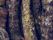 Full frame shot wooden branches with moss on bark — Stock Photo