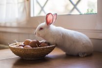 Маленький заяц опирается на корзину с куриными яйцами — стоковое фото