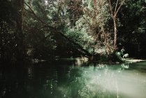Beautiful small lake in green tropical forest in sunny day. — Stock Photo