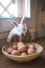 Tigela com ovos na frente de coelho branco bonito em sair do saco de papel — Fotografia de Stock