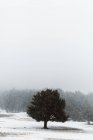 Vista para a grande árvore verde no campo coberto de neve . — Fotografia de Stock