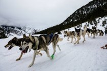 Собак упряжках в туманний зимовим пейзажем гори — стокове фото