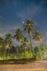 Grands palmiers au-dessus du ciel étoilé — Photo de stock