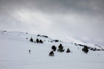 Сніговий гірський схил з кількома деревами над хмарним небом — стокове фото