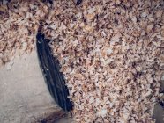 From above view of piece of wood and cuttings in workshop. — Stock Photo