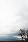 Cheval blanc broutant sur le cotryside autmn brumeux — Photo de stock