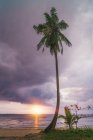 Hohe Palme am Meeresufer über dem Abendhimmel — Stockfoto