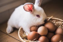 Adorable white hare standing at straw bowl with brown chicken eggs. — Stock Photo