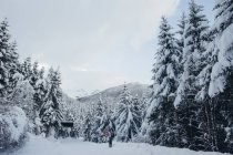 Sapins forêt couverte de neige en journée d'hiver . — Photo de stock