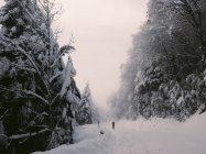 Vista a distanza di persona a piedi sulla strada forestale il giorno d'inverno — Foto stock
