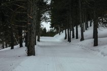Route rurale enneigée dans les bois d'hiver — Photo de stock