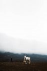 Cheval blanc à flanc de colline sur fond de brouillard — Photo de stock
