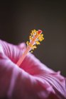 Close up view of pink flower's stamen over dark background — Stock Photo