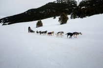 Dog sledding in snowy winter meadow — Stock Photo