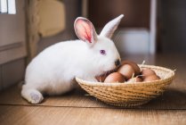 Маленький заяц за соломенной миской с куриными яйцами — стоковое фото