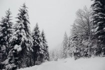 Vista sulla foresta di abeti coperta di neve durante la giornata invernale . — Foto stock