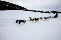 Dogs sledding in snow field on winter day — Stock Photo