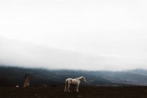 Вид збоку білого коня в схилі пагорба на туманне небо — Stock Photo