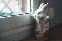 Cute white rabbit in paper bag by window — Stock Photo