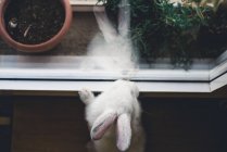 Directement au-dessus de la vue du petit lapin blanc regardant la fenêtre — Photo de stock