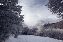 Vista sulla foresta di abeti coperta di neve durante la giornata invernale . — Foto stock